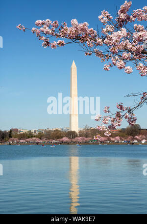 USA, Washington D.C. Le Washington Monument encadré par les fleurs de cerisier Banque D'Images