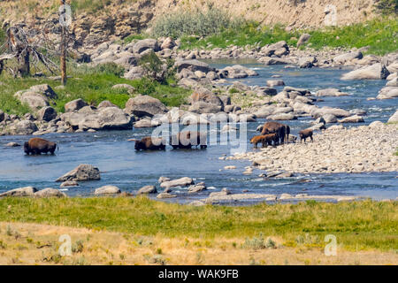 USA, Wyoming, Yellowstone National Park. Troupeau de buffles d'eau à gué. En tant que crédit : Fred Seigneur / Jaynes Gallery / DanitaDelimont.com Banque D'Images