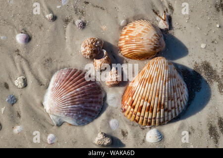 Les coquillages, Honeymoon Island State Park, Dunedin, Floride, USA Banque D'Images