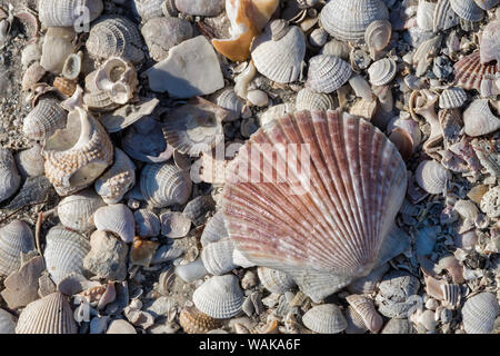 Les coquillages, Honeymoon Island State Park, Dunedin, Floride, USA Banque D'Images