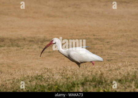 Ibis blanc walking in field, Florida, USA Banque D'Images