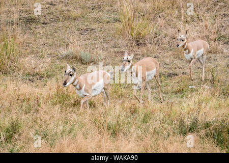 Le Parc National de Yellowstone, Wyoming, USA. Trois jeunes hommes antilopes d marche à pied. Banque D'Images