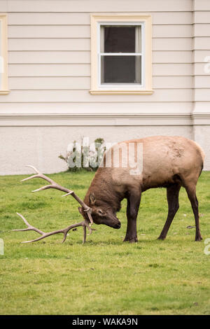 Le Parc National de Yellowstone, Wyoming, USA. Les mâles se frottant ses bois dans l'herbe pour rendre leur le sembler plus grand et plus menaçant de rivaux et plus impressionnant de partenaires potentiels. Banque D'Images