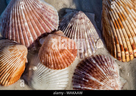 Les coquillages, Honeymoon Island State Park, Dunedin, Floride, USA Banque D'Images