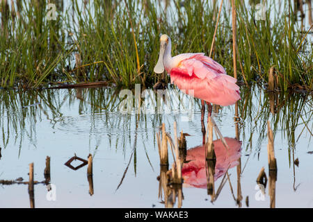 Roseate spoonbill (Platalea ajaja). Viera Les zones humides, Comté de Brevard en Floride. Banque D'Images