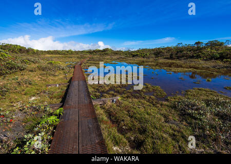 Promenade sur le sentier Marais Alakai, Kokee State Park, Kauai, Hawaii, USA. Banque D'Images