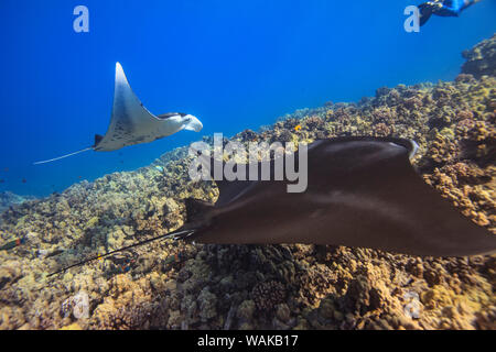 Manta Ray. Big Island, Hawaii, USA Banque D'Images