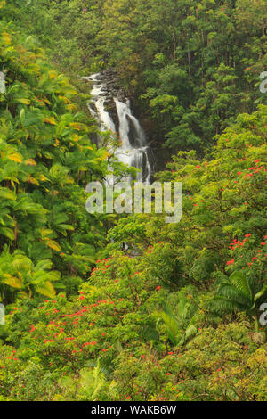 La zone autour de Nanue Falls et ruisseau, Hakalau, Hamakua Coast, Big Island, Hawaii Banque D'Images