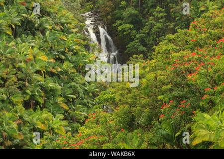 La zone autour de Nanue Falls et ruisseau, Hakalau, Hamakua Coast, Big Island, Hawaii Banque D'Images