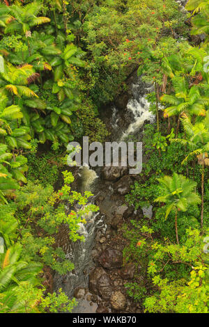 La zone autour de Nanue Falls et ruisseau, Hakalau, Hamakua Coast, Big Island, Hawaii Banque D'Images