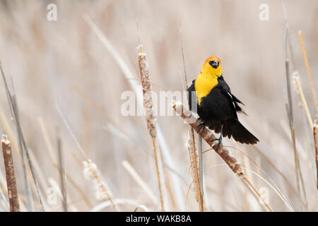 USA, Ohio, marché Lake Wildlife Management Area. Carouge à tête jaune sur les quenouilles. En tant que crédit : Don Grall / Jaynes Gallery / DanitaDelimont.com Banque D'Images