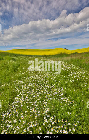 Grand champ de canola sur l'État de Washington et d'Idaho, Idaho frontière près de Estes Banque D'Images