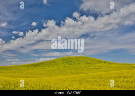 Grand champ de canola sur l'État de Washington et d'Idaho, Idaho frontière près de Estes Banque D'Images