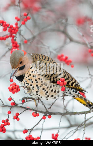 Homme Pic flamboyant (Colaptes auratus) Ilex verticillata houx verticillé (manger) en hiver. Marion Comté (Illinois). Banque D'Images