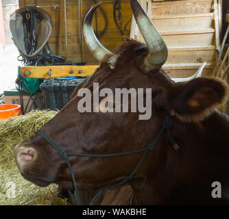 USA, Indiana, Indianapolis. Close-up de tête de vache brune dans une grange. En tant que crédit : Wendy Kaveney Jaynes / Galerie / DanitaDelimont.com Banque D'Images