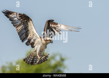 USA, Louisiane, Réserve faunique nationale de l'Atchafalaya. L'atterrissage en direction de l'Osprey avec arbre. En tant que crédit : Cathy et Gordon Illg / Jaynes Gallery / DanitaDelimont.com Banque D'Images