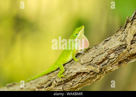 USA, Louisiane, le lac Martin. Anole vert afficher. En tant que crédit : Cathy et Gordon Illg / Jaynes Gallery / DanitaDelimont.com Banque D'Images