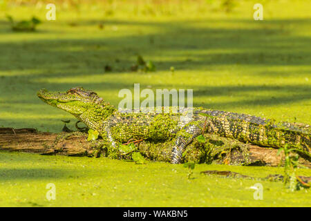 USA, Louisiane, le lac Martin. Connectez-vous au soleil sur l'Alligator. En tant que crédit : Cathy et Gordon Illg / Jaynes Gallery / DanitaDelimont.com Banque D'Images