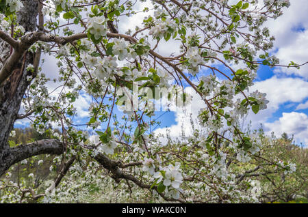 USA, Massachusetts, Bolton. Pommiers en fleurs Banque D'Images