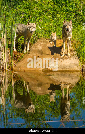 USA (Minnesota), Pine Comté. La famille de Loup gris en captivité et de l'eau réflexions. En tant que crédit : Cathy et Gordon Illg / Jaynes Gallery / DanitaDelimont.com Banque D'Images