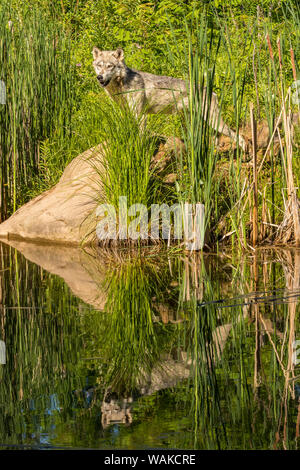 USA (Minnesota), Pine Comté. Loup gris en captivité et de l'eau réflexions. En tant que crédit : Cathy et Gordon Illg / Jaynes Gallery / DanitaDelimont.com Banque D'Images