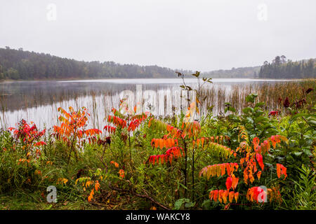 USA (Minnesota), Itasca State Park Banque D'Images