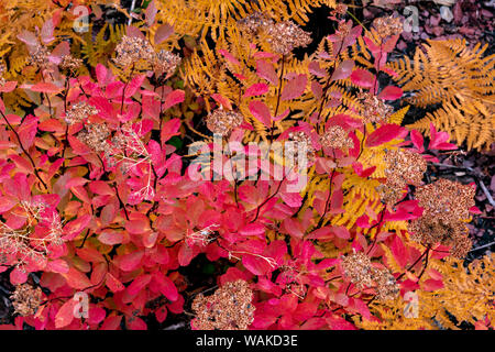 Fougères d'automne et la couverture du sol dans la zone au-dessus du lac Sainte-marie dans le Glacier National Park, Montana, USA Banque D'Images