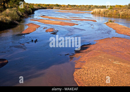 USA, Nouveau Mexique, Los Ranchos Automne Acequia, feuillage Cottonwood Banque D'Images