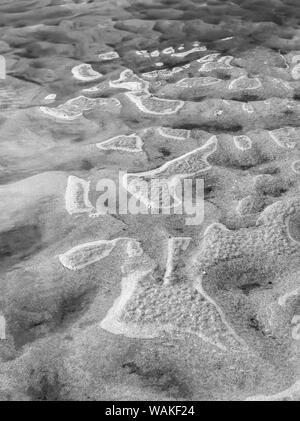 USA (Oregon), l'arctostaphyle. Noir et blanc de sable et l'eau. En tant que crédit : Wendy Kaveney Jaynes / Galerie / DanitaDelimont.com Banque D'Images