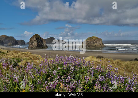 Lupin le long de côte de l'Oregon du sud, près du cap Sebastian corridor panoramique de l'État Banque D'Images