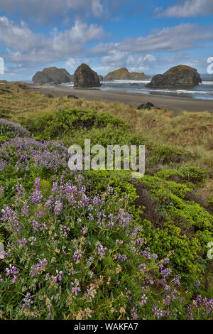 Lupin le long de côte de l'Oregon du sud, près du cap Sebastian corridor panoramique de l'État Banque D'Images