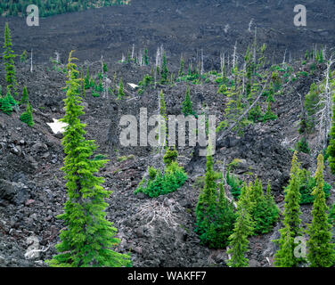 USA (Oregon). La Forêt nationale de Deschutes, dispersés montagne vivante pruches croître sur un minimum de sol dans ancienne coulée aux côtés de grands arbres morts debout près de McKenzie Pass. Banque D'Images