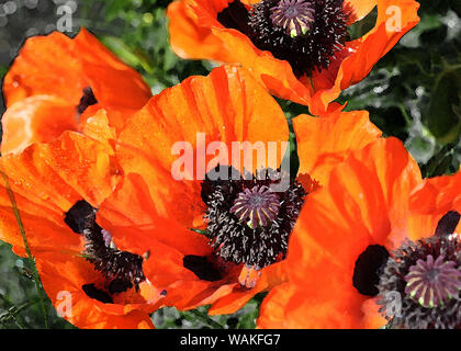 Dans un style de peinture fleurs de pavot Banque D'Images