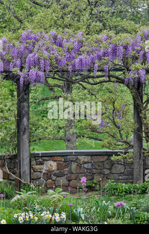 Glycine en pleine floraison sur trellis Chanticleer Jardin, Wayne, Michigan Banque D'Images