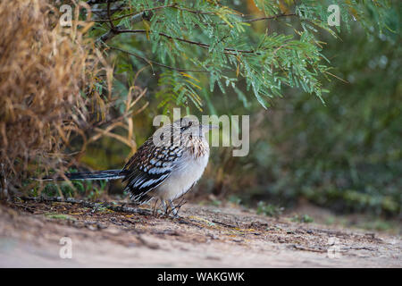 Roadrunner Geococcyx californianus (plus) dans l'habitat. Banque D'Images