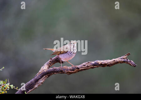 La grive solitaire (Catharus guttatus) perché. Banque D'Images