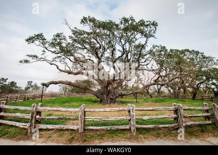 Live oak (Quercus virginiana) la pièce. Banque D'Images