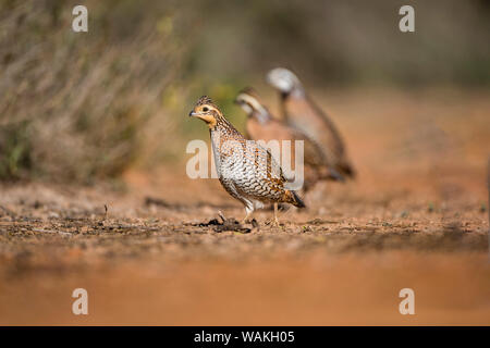 Colin de Virginie (Colinus virginianus) Covey. Banque D'Images