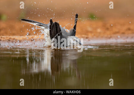 Moqueur polyglotte (Mimus polyglottos) le bain. Banque D'Images