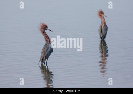 Les aigrettes (Egretta rufescens rougeâtre) debout dans la baie. Banque D'Images