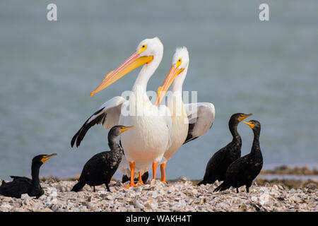 Le pélican blanc (Pelecanus erythrorhynchos) et de cormorans à aigrettes (Phalacrocorax auritus) Le repos sur Oyster Bar. Banque D'Images