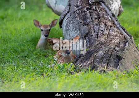 Le cerf de Virginie (Odocoileus virginianus) au repos les faons dans le couvercle. Banque D'Images