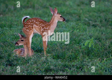 Le cerf de Virginie (Odocoileus virginianus) au repos les faons dans le couvercle. Banque D'Images