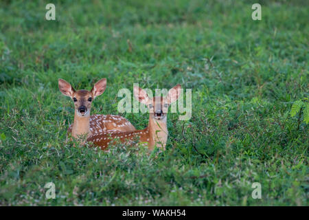 Le cerf de Virginie (Odocoileus virginianus) au repos les faons dans le couvercle. Banque D'Images