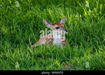 Le cerf de Virginie (Odocoileus virginianus) au repos les faons dans le couvercle. Banque D'Images