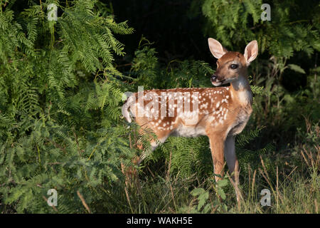 Le cerf de Virginie (Odocoileus virginianus) au repos les faons dans le couvercle. Banque D'Images