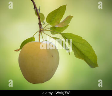 L'État de Washington, USA, Seabeck. Pomme Golden delicious close-up. En tant que crédit : Don Paulson / Jaynes Gallery / DanitaDelimont.com Banque D'Images