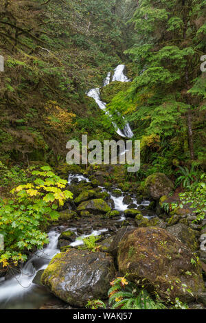 USA, l'État de Washington, l'Olympic National Park. Bunch Creek Falls et de la forêt. En tant que crédit : Don Paulson / Jaynes Gallery / DanitaDelimont.com Banque D'Images