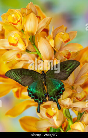 Asiatique de sexe masculin, papillon du machaon Papilio bianor, sur grand golden cymbidium orchid Banque D'Images