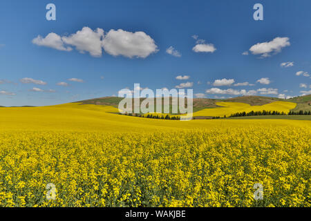 Champ de canola en pleine floraison de l'Est du Washington Pays Palousienne Banque D'Images